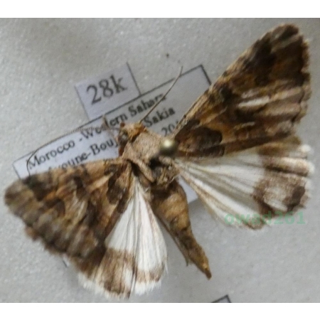 Drasteria philippina (Austadt, 1880) Morocco28k